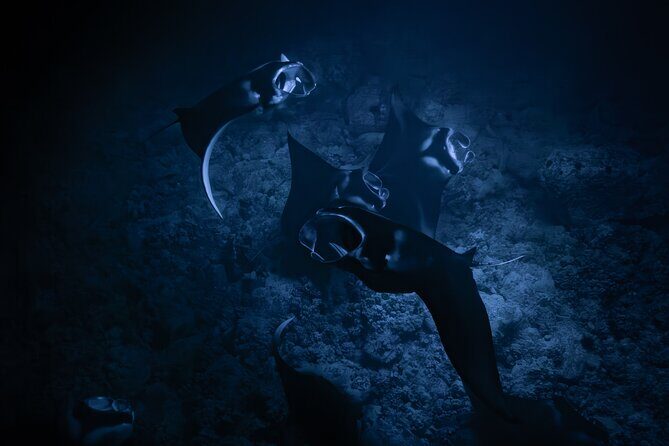 Night Manta Ray Snorkel - Key Points You Should Know Before You Go