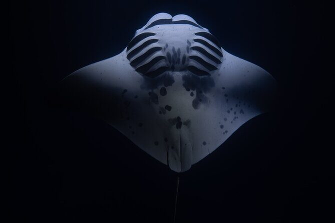 Night Manta Ray Snorkel - Night Manta Rays Off Kona: The Simple Promise and the Real Expectations
