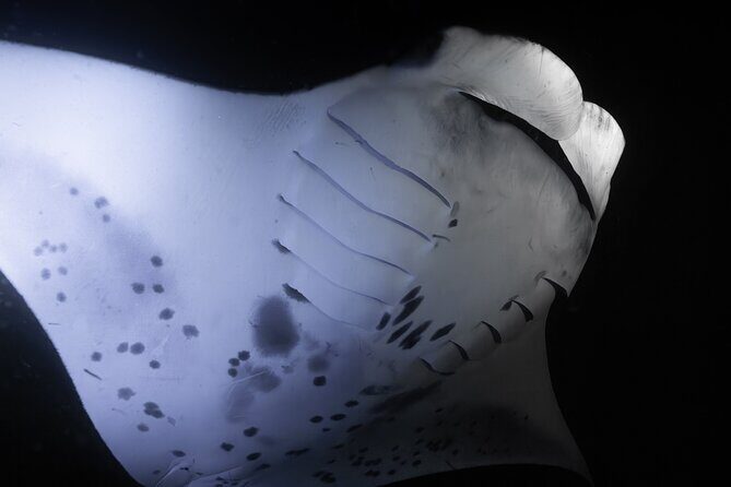 Night Manta Ray Snorkel - The Guides Make It: Monet and Brandon’s Calm, Hands-On Style