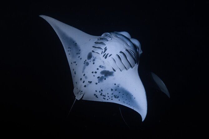 Night Manta Ray Snorkel - Logistics That Matter: Meeting Point, Timing, and Getting Back
