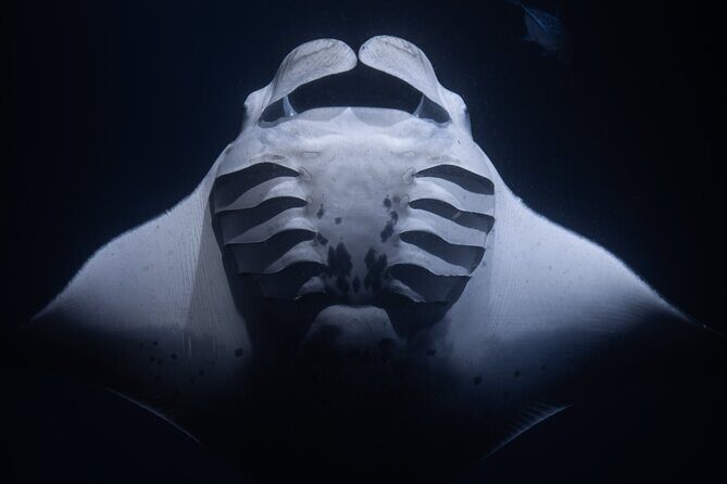 Night Manta Ray Snorkel - After Dark in the Water: Gear, Wetsuits, and Flotation That Works