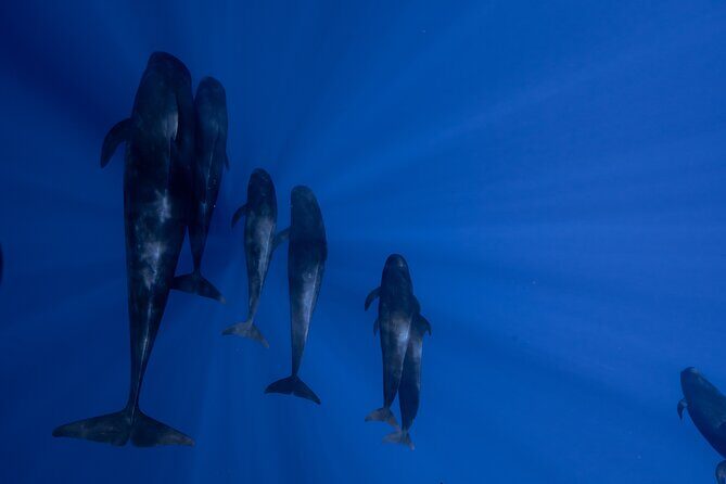 Offshore Wildlife Safari and Reef Snorkel - What this Offshore Wildlife Safari is really like