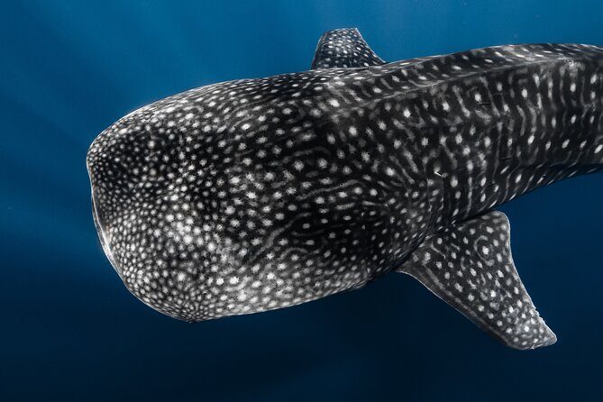 Offshore Wildlife Safari and Reef Snorkel - Offshore wildlife: what you can actually hope to see