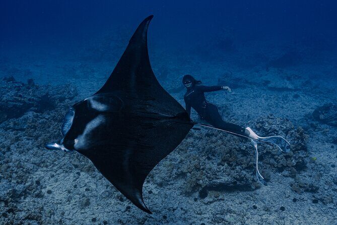 Offshore Wildlife Safari and Reef Snorkel - The crew approach: fast sighting changes and a calm vibe