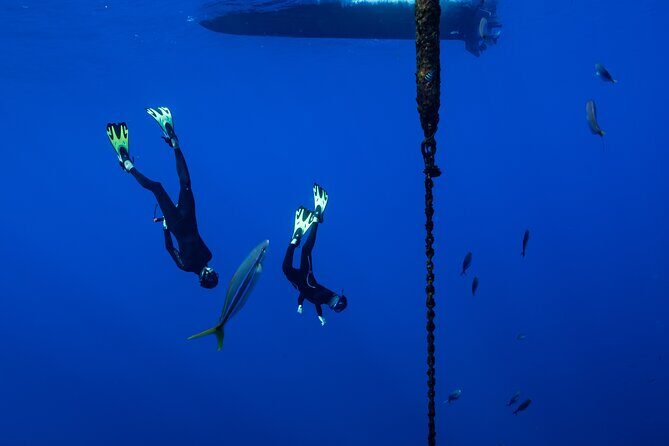 Offshore Wildlife Safari and Reef Snorkel - Price and value: is $190 worth it?