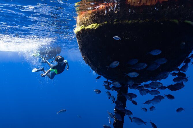 Offshore Wildlife Safari and Reef Snorkel - Small-group logistics that make the experience easier
