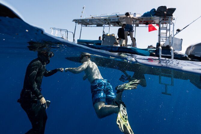Offshore Wildlife Safari and Reef Snorkel - What to do if you’re snorkeling-capable vs not