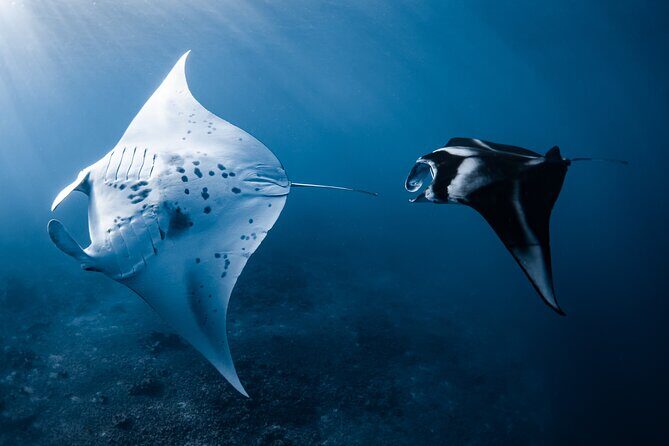 Offshore Wildlife Safari and Reef Snorkel - The reef snorkel: gear, safety basics, and what to bring
