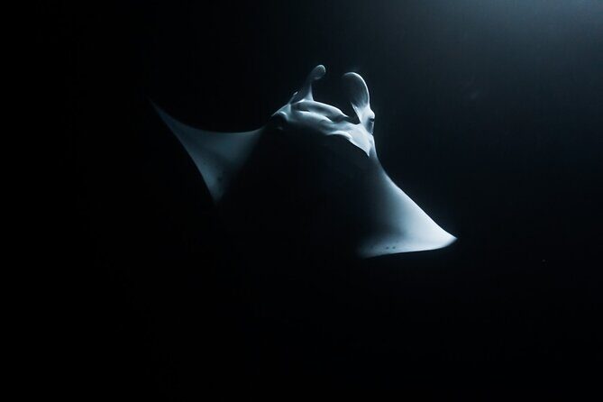 One Tank Manta Night Dive and Snorkel - Key Things to Know Before You Go
