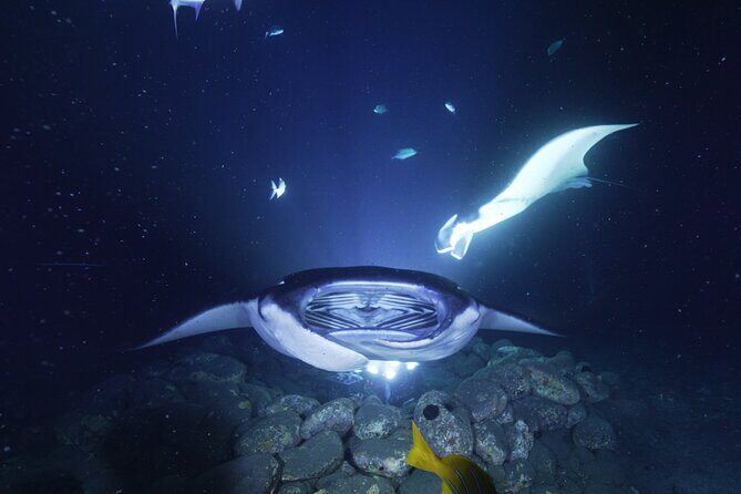 One Tank Manta Night Dive and Snorkel - One Boat, Two Ways: Snorkel vs. One-Tank Scuba