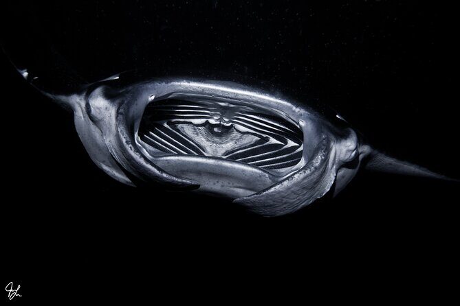 One Tank Manta Night Dive and Snorkel - Fitness, Comfort, and the Scuba-Skill Check