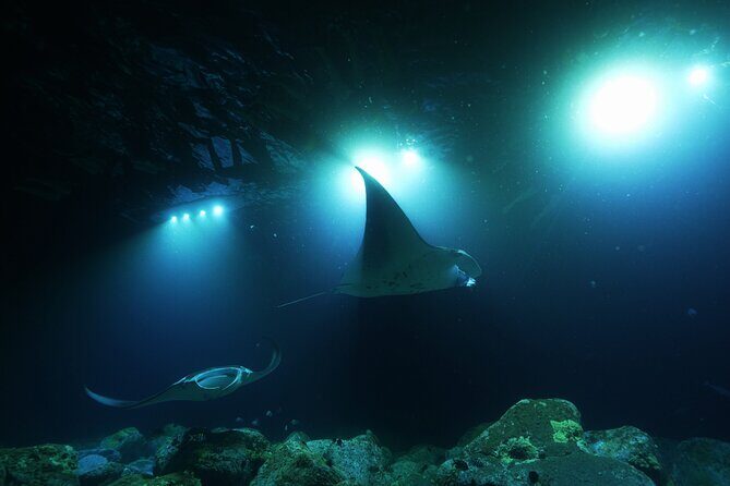 One Tank Manta Night Dive and Snorkel - The 3-Hour Plan: From Aquatic Life Divers to Manta-Ray Time