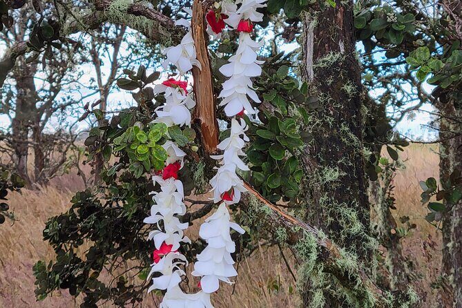 Port of Hilo to Volcano Tour - Port of Hilo pickup at terminal 1: finding Malahini Tours fast