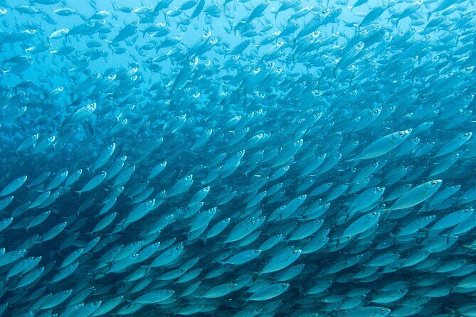 Private Big Island Snorkeling - Reef time and the 2-hour rhythm: what to expect on the water