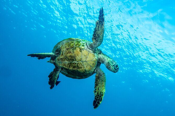 Private Big Island Snorkeling - Spotting list: sea turtles, dolphins, rays, and the rest of the cast