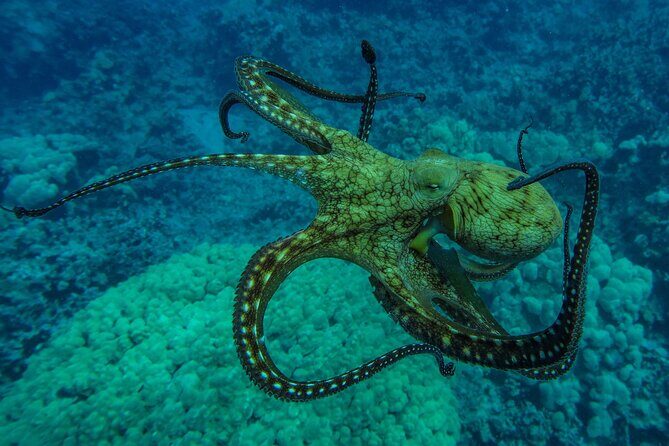 Private Big Island Snorkeling - Who this private snorkeling tour fits best