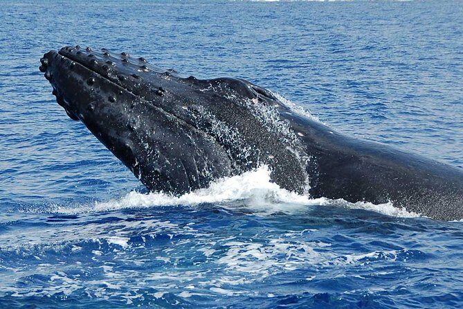 Private Charter: Customizable Big Island Boat Adventure - Snorkeling on a private charter: gear, comfort, and real decisions