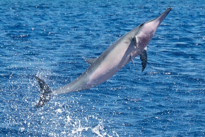 Private Custom Charter in Kawaihae - Fishing for ono and more: what to target on a private charter