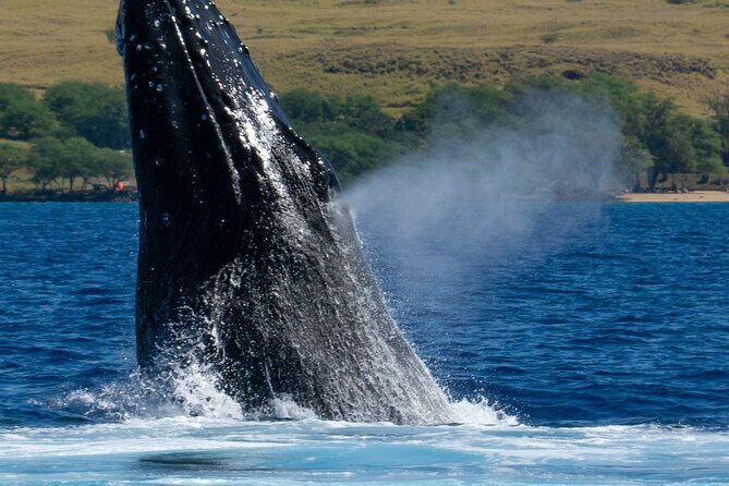 Private Custom Charter in Kawaihae - The crew and Aloha spirit: why people keep saying it feels personal