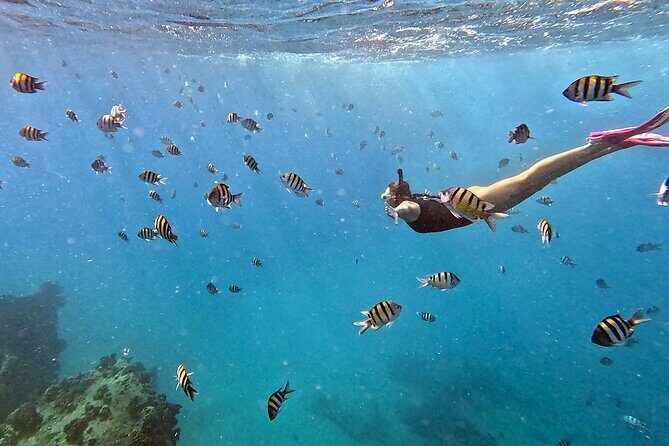 Private & Custom - Family Fish and Snorkel Charter - Price and Value: What $1,835 Means for a Private Charter
