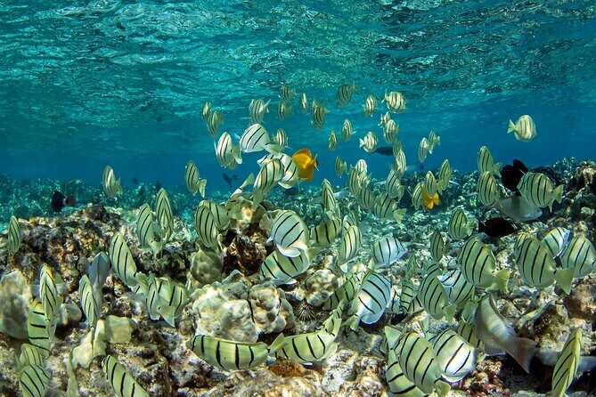 Private Kealakekua Bay Captain Cook Snorkeling - Key Things That Make This Captain Cook Snorkeling Trip Worth It
