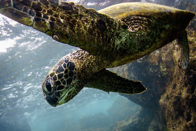 Private Kealakekua Bay Captain Cook Snorkeling - Kealakekua Bay Snorkeling Near Captain Cook: What You’re Really Buying