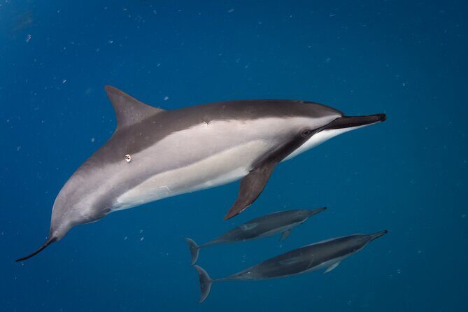 Private Kealakekua Bay Captain Cook Snorkeling - Cruising the Kona Coast: Wildlife Spotting With Real Context