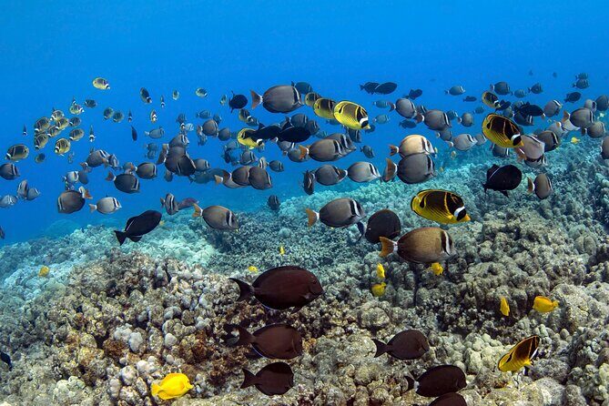 Private Kealakekua Bay Captain Cook Snorkeling - Snacks, Drinks, and the Captain Cook Briefing Moment