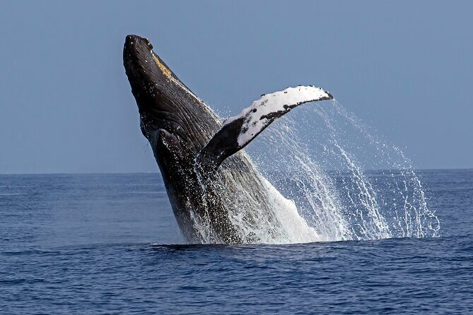 Private Kealakekua Bay Captain Cook Snorkeling - Price and Value: $1,461 Per Group and What You Get Back