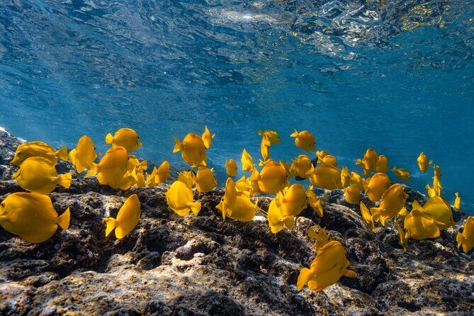Private Kealakekua Bay Snorkel and Dolphin Watch - Key things that make this tour worth your time