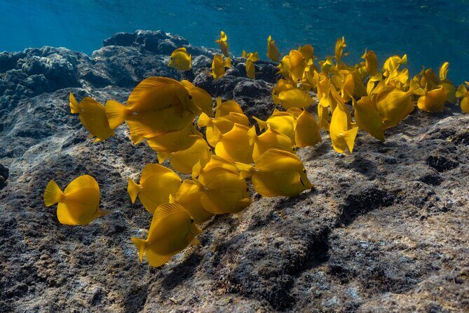 Private Kealakekua Bay Snorkel and Dolphin Watch - Private means flexible: how the group size changes everything