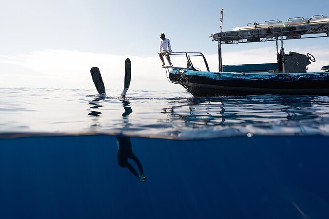 Private Kealakekua Bay Snorkel and Dolphin Watch - Who this tour fits best