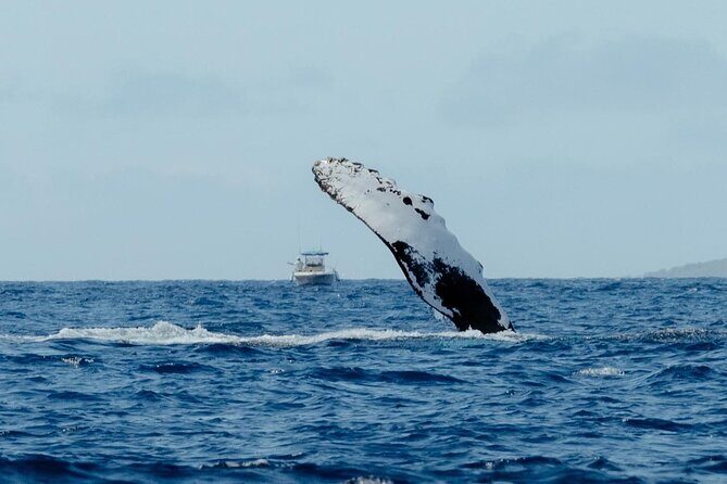 Private Kealakekua Bay Snorkel and Dolphin Watch - Quick checklist before you go (so you don’t lose the fun)