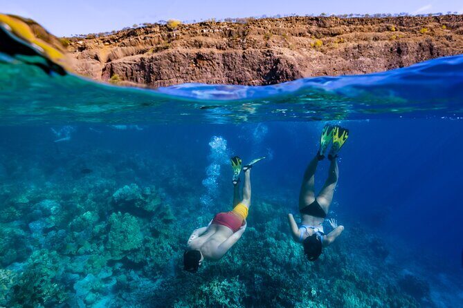 Private Kealakekua Bay Snorkel and Dolphin Watch - Dolphins and whales: what you can realistically hope to see