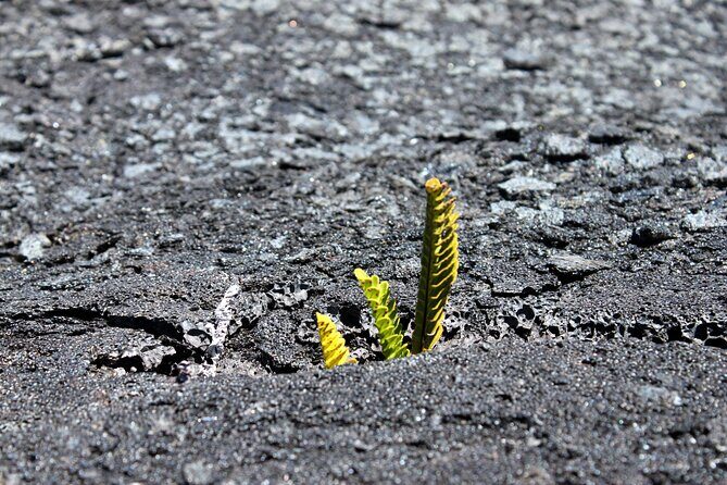 Private Tour: Experience Active Kilauea Volcano & Hilo Rainbow Falls - Pickup, meeting points, and how to avoid wasted time