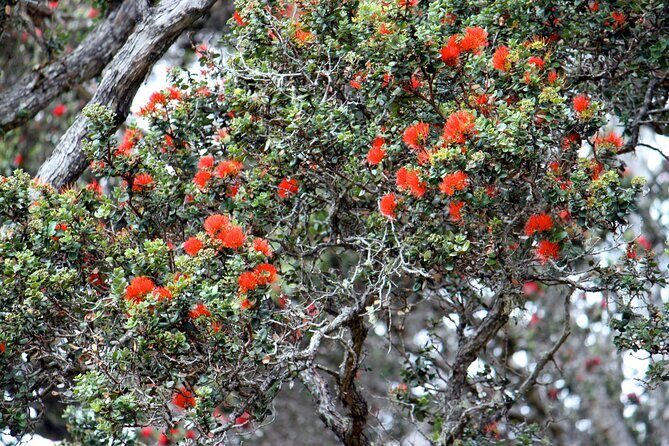 Private Tour: Experience Active Kilauea Volcano & Hilo Rainbow Falls - The rainforest lava-tube walk (Nahuku–Thurston Lava Tube)