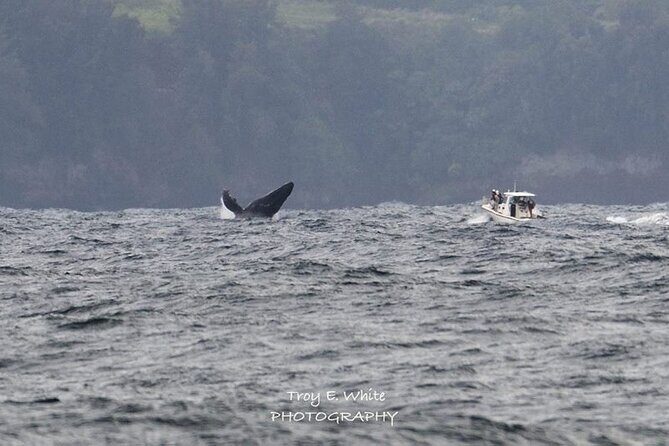 Royal Humpback Whale Exploration - Key highlights you’ll care about