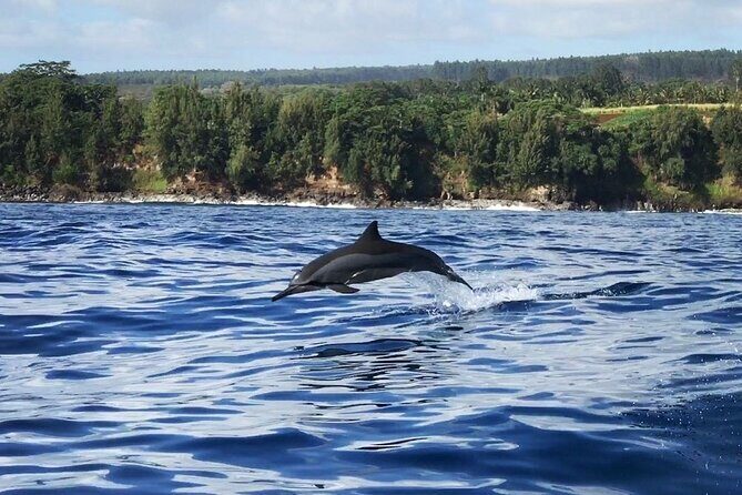 Royal Humpback Whale Exploration - Why Humpbacks Pick Hawaii (and Why Hilo Matters)
