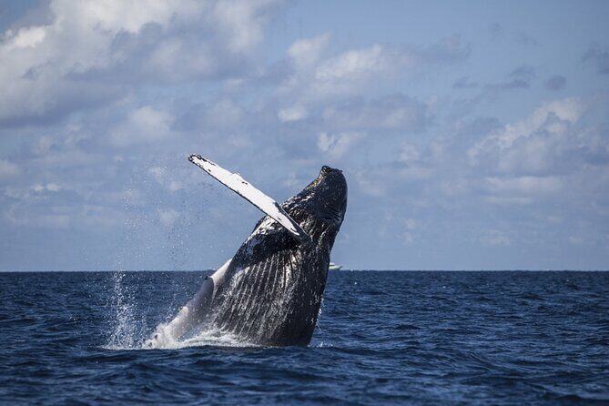 Royal Humpback Whale Exploration - Whale Song Snorkel Upgrade: What It Adds (and Who It’s For)