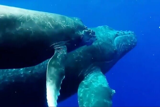 Royal Humpback Whale Exploration - Captains and Crew: The Search Style That Makes the Difference