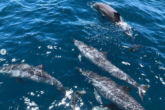Royal Humpback Whale Exploration - Weather, Seas, and the One Thing You Can’t Control