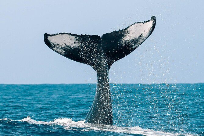 Royal Humpback Whale Exploration - Tips to Help You Get the Best Day (Based on Real Advice)
