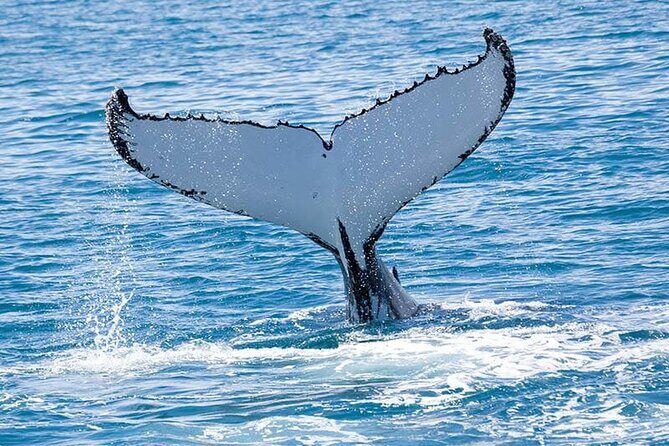 Royal Humpback Whale Exploration - The 1.5-Hour Flow: What Happens After You Meet at Hilo Ocean Adventures