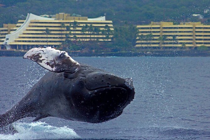 Seasonal Small-Group Humpback Whale Watching in Kona - The Small-Group Advantage on a Max-10 Boat