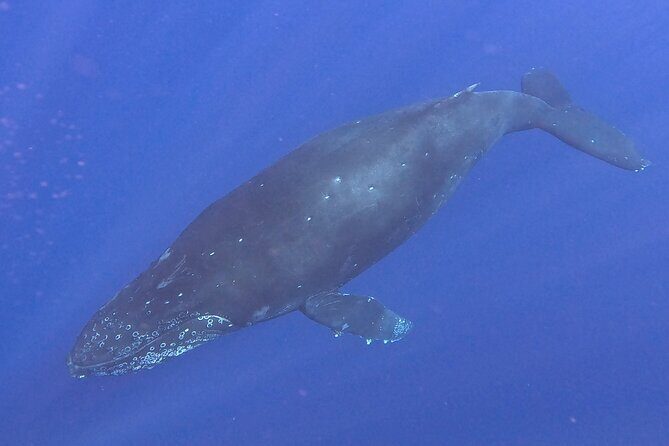 Seasonal Small-Group Humpback Whale Watching in Kona - When the Whales Show Up: Breaches, Tail-Slaps, and Whale Song