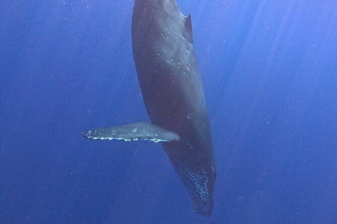 Seasonal Small-Group Humpback Whale Watching in Kona - Dolphins as a Bonus: Why Early Marine Activity Feels So Good