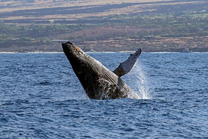 Seasonal Small-Group Humpback Whale Watching in Kona - What the 2 Hours 30 Minutes Actually Does to Your Day