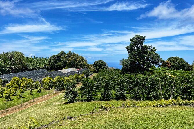 Small-Group Big Island Tour: Hawaii Volcanoes National Park and Kona Coffee Farm - Food, timing, and comfort on a 12-hour loop