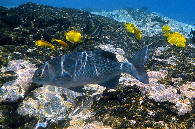 Small-Group Snorkel at Kealakekua Bay in Captain Cook, Big Island - Timing, weather, and how to get your best water session