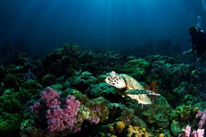 Small Group Snorkeling Expedition South Kona - Food and Drinks: A Real Lunch, Not Just Snacks